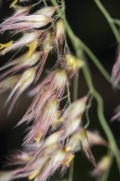 Wildes Asiatisches Festuca Gras — Stockfoto