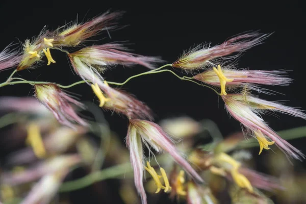 Wildes Asiatisches Festuca Gras — Stockfoto