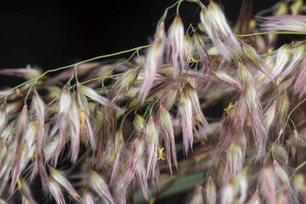 Selvaggio Asiatico Festuca Erba — Foto Stock