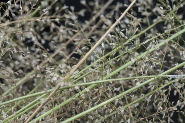 Kleiner Gestank Eragrostis Cilianensis Gras — Stockfoto