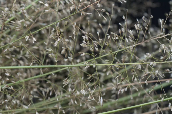 Kleiner Gestank Eragrostis Cilianensis Gras — Stockfoto