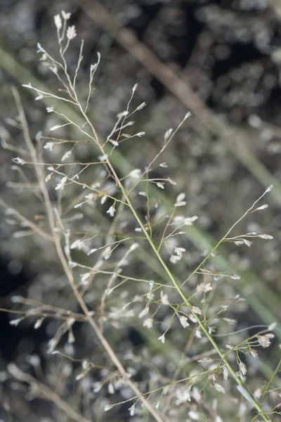 Small Stink Eragrostis Cilianensis Grass — Stock Photo, Image