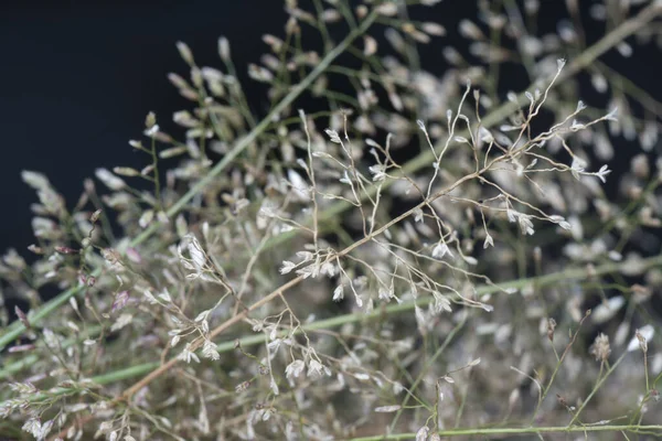 Малая Вонь Eragrostis Cilianensis — стоковое фото