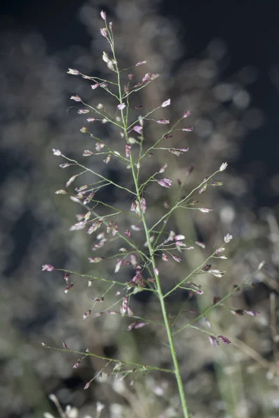 Малая Вонь Eragrostis Cilianensis — стоковое фото