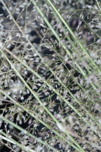 Μικρή Βρώμα Eragrostis Cilianensis Grass — Φωτογραφία Αρχείου