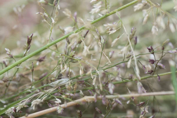 Μικρή Βρώμα Eragrostis Cilianensis Grass — Φωτογραφία Αρχείου