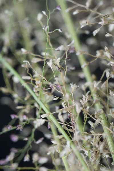 Малая Вонь Eragrostis Cilianensis — стоковое фото
