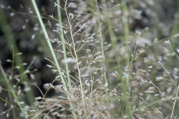 Malý Smrad Eragrostis Cilianensis Tráva — Stock fotografie
