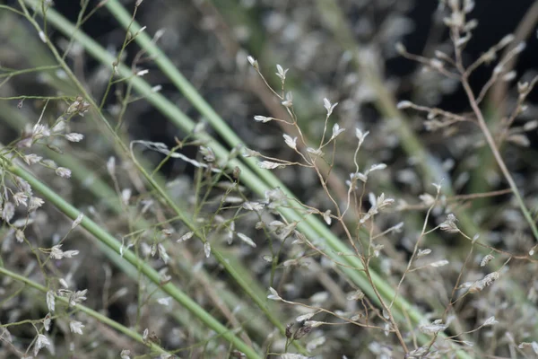 Mały Smród Trawy Eragrostis Cilianensis — Zdjęcie stockowe