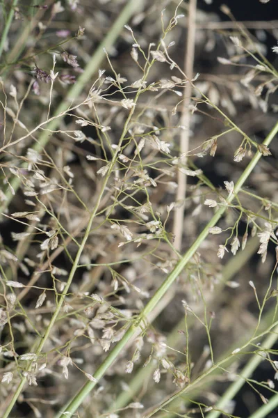 Kis Büdös Eragrostis Cilianensis — Stock Fotó