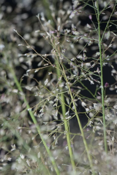 Pequeño Hedor Eragrostis Cilianensis Hierba — Foto de Stock