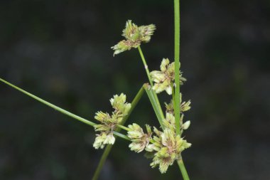 Yakın çekim schoenoplectus triqueter otu