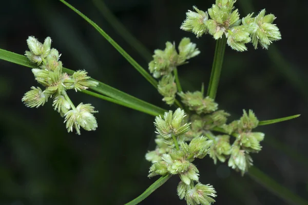 Tiro Cerca Schoenoplectus Triqueter Hierba — Foto de Stock