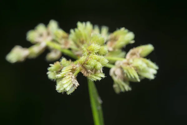 Close Shot Van Schoenoplectus Triqueter Weed — Stockfoto