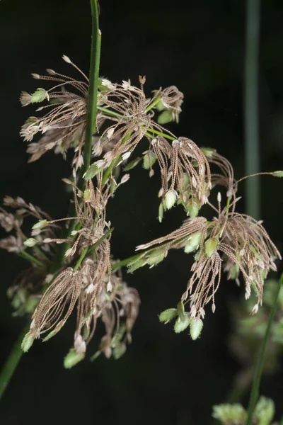 Close Shot Van Schoenoplectus Triqueter Weed — Stockfoto