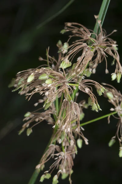 Close Shot Schoenoplectus Triqueter Weed — Stock Photo, Image