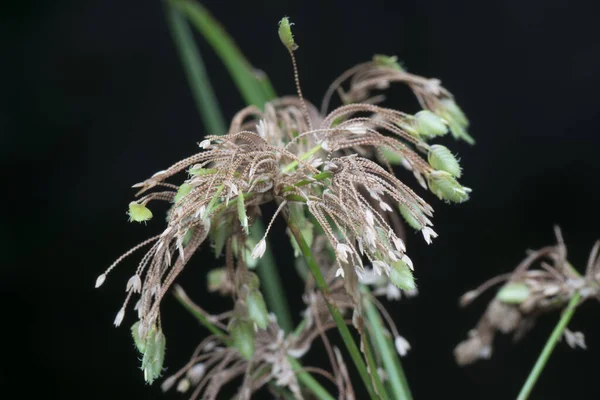 Tiro Cerca Schoenoplectus Triqueter Hierba — Foto de Stock