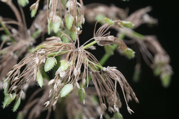 Närbild Schoenoplectus Triqueter Ogräs — Stockfoto