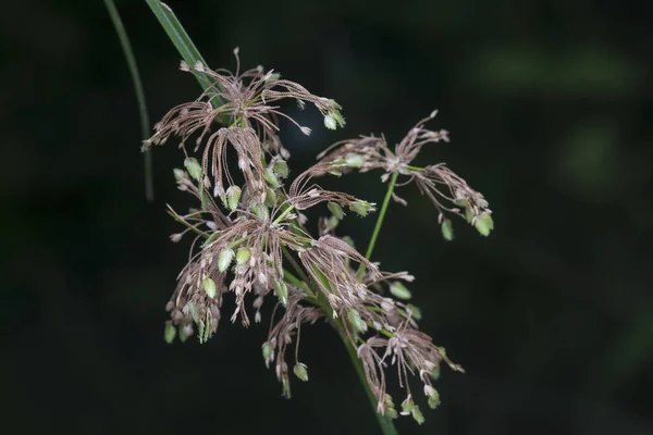 Tiro Cerca Schoenoplectus Triqueter Hierba — Foto de Stock