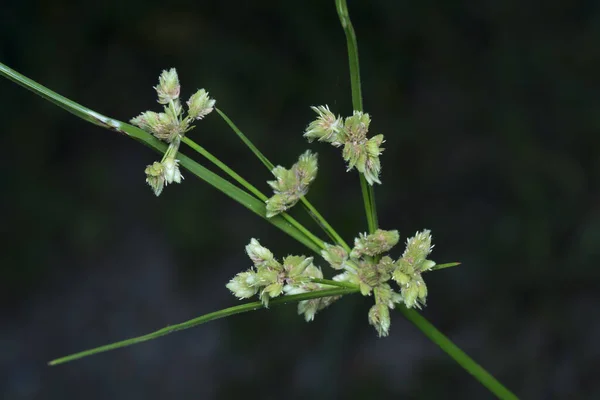 Tiro Cerca Schoenoplectus Triqueter Hierba —  Fotos de Stock