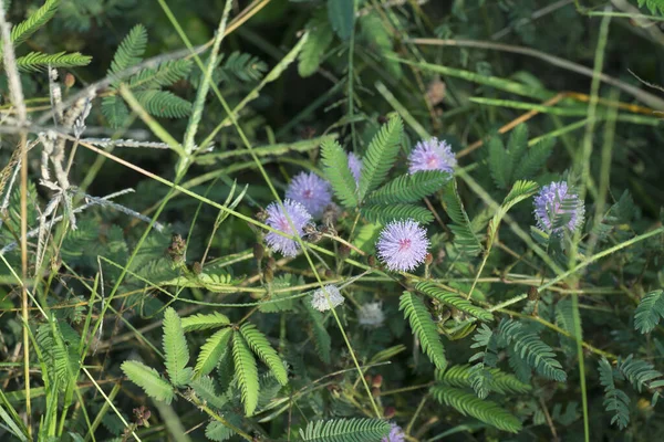 Mimosa Pudica Plante Poussant Dans Nature — Photo