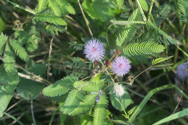 Mimosa Pudica Planta Crescendo Natureza — Fotografia de Stock
