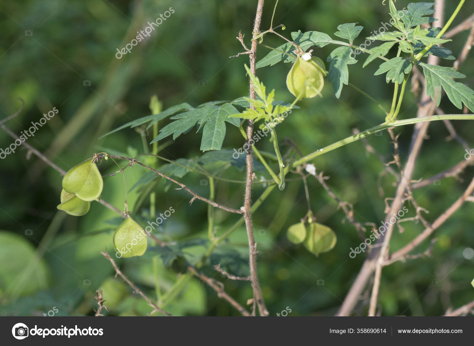 Cardiospermum Stock Photos Royalty Free Cardiospermum Images Depositphotos