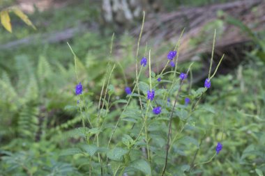Stachytarpheta jamaicensis bitkisi vahşi doğada yetişiyor.