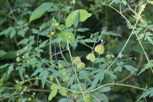 Roślina Kardiospermum Halicacabum Rosnąca Środowisku Naturalnym — Zdjęcie stockowe