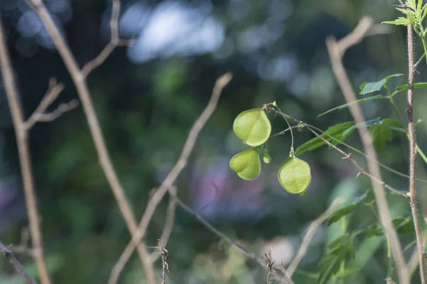 Cardiospermum Halicacabum Planta Que Crece Naturaleza — Foto de Stock