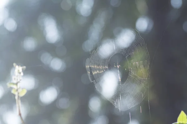 蜘蛛网挂在空中 — 图库照片