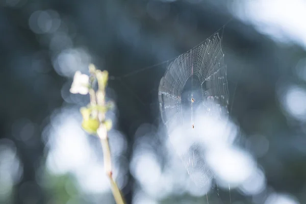 Spinnennetz Hängt Der Luft — Stockfoto