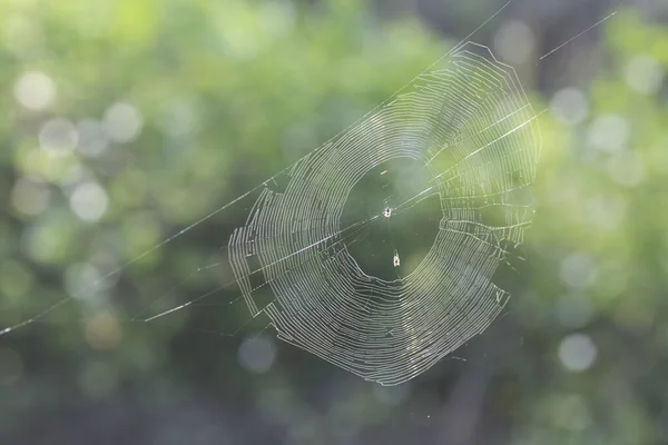 蜘蛛网挂在空中 — 图库照片