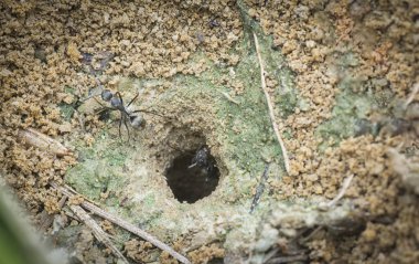 Formicary Karınca yuvasına yakın çekim