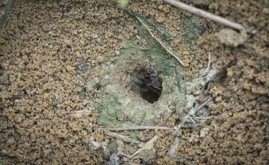 Formicary Karınca yuvasına yakın çekim