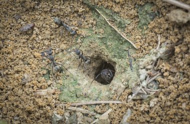 Formicary Karınca yuvasına yakın çekim