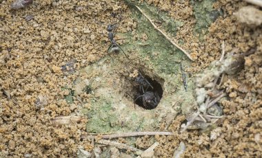 Formicary Karınca yuvasına yakın çekim