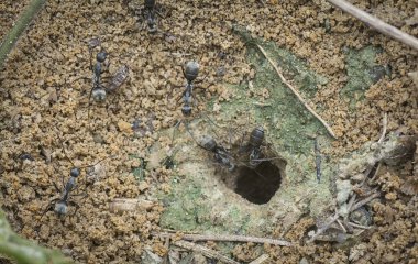 Formicary Karınca yuvasına yakın çekim