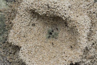 Formicary Karınca yuvasına yakın çekim