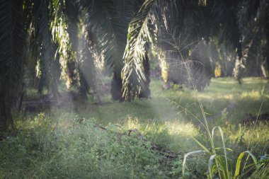 Sabahın erken saatlerinde çiftliğe güneş ışığı girişi.