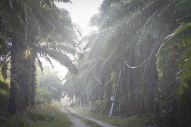 Sabahın erken saatlerinde çiftliğe güneş ışığı girişi.