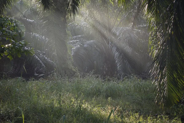 Frühmorgendliches Eindringen Von Sonnenstrahlen Auf Dem Bauernhof — Stockfoto