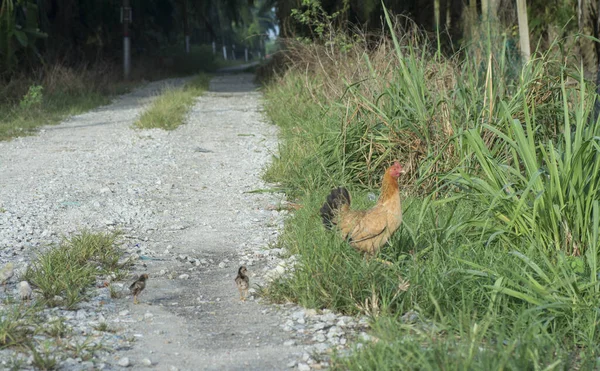 Haushühner Auf Dem Bauernhof — Stockfoto