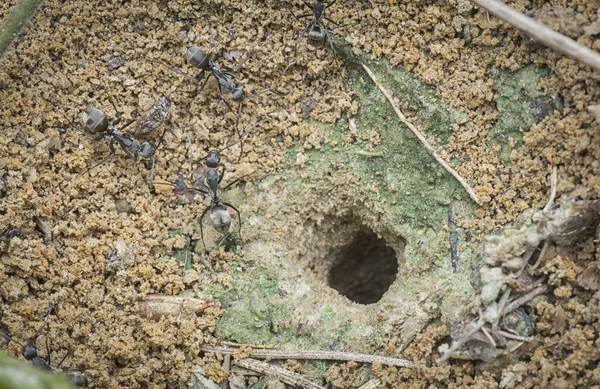 Nahaufnahme Vom Ameisenhaufen Heim — Stockfoto