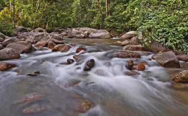 Orman kayalık su akıntısı 