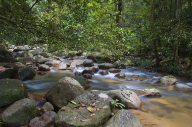 Orman kayalık su akıntısı 
