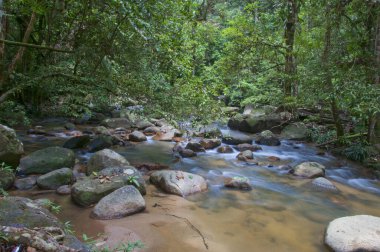 Orman kayalık su akıntısı 