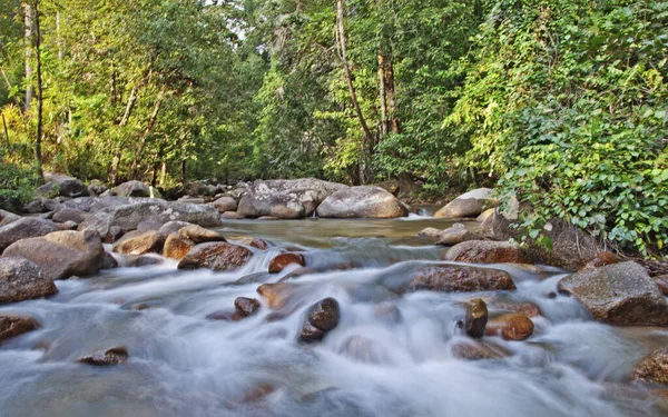 Dschungel Felsigen Bach Wasser Fließen — Stockfoto