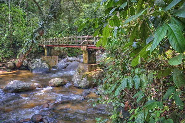 Dschungel Felsigen Bach Wasser Fließen — Stockfoto