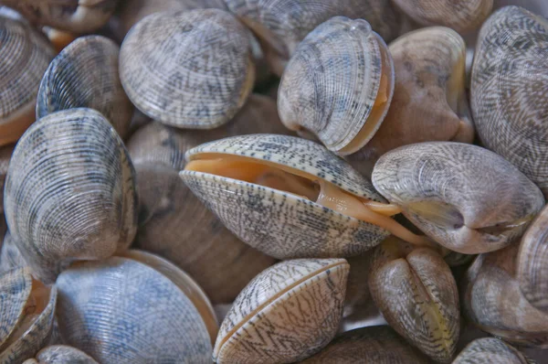 Uncooked Clam Bowl — Stock Photo, Image